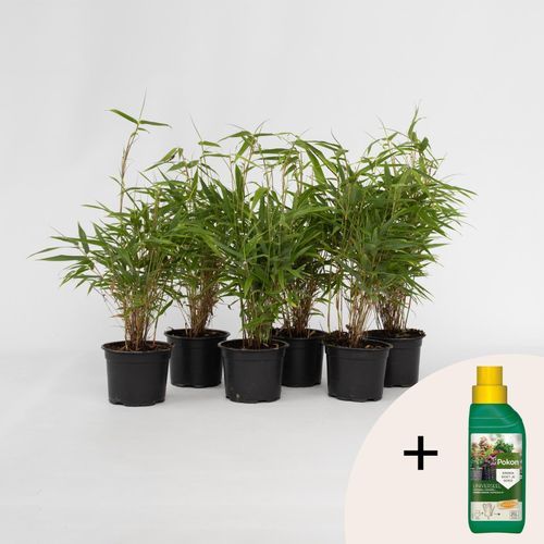 8721278901791 - Plant in a Box - Bambus - 6 Stk - Fargesia rufa - Höhe 25-40cm - Topf 13cm 8721278901791 - Plant in a Box - Bambus - 6 Stk - Fargesia rufa - Höhe 25-40cm - Topf 13cm