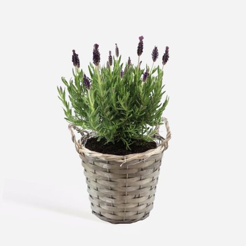 8721278900541 - Plant in a Box - Lavendelstrauch - Lavandula stoechas Anouk - Höhe 25-35cm - Topf 15cm 8721278900541 - Plant in a Box - Lavendelstrauch - Lavandula stoechas Anouk - Höhe 25-35cm - Topf 15cm
