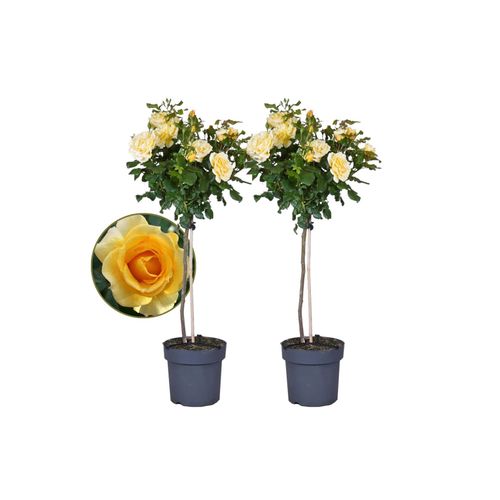 7428475283699 - Plant in a Box - Stängelrosen - 2 Stk - Rosa palace ‘Mysore’ - Höhe 80-100cm - Topf 19cm