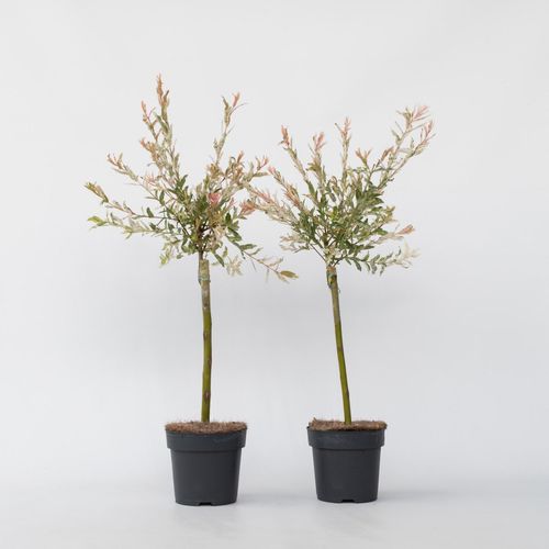 7442924136121 - Plant in a Box - Schweizer Zwergweide - 2 Stk - Salix integra Flamingo - Höhe 60-80cm - Topf 17cm 7442924136121 - Plant in a Box - Schweizer Zwergweide - 2 Stk - Salix integra Flamingo - Höhe 60-80cm - Topf 17cm