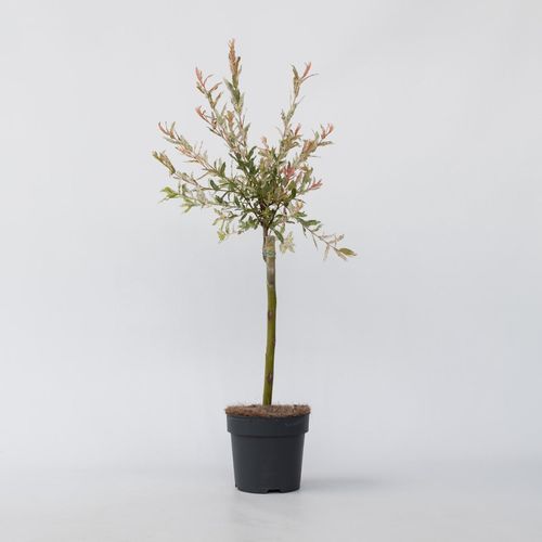 7428479764705 - Plant in a Box - Schweizer Zwergweide - 4 Stk - Salix integra Flamingo - Höhe 60-80cm - Topf 17cm
