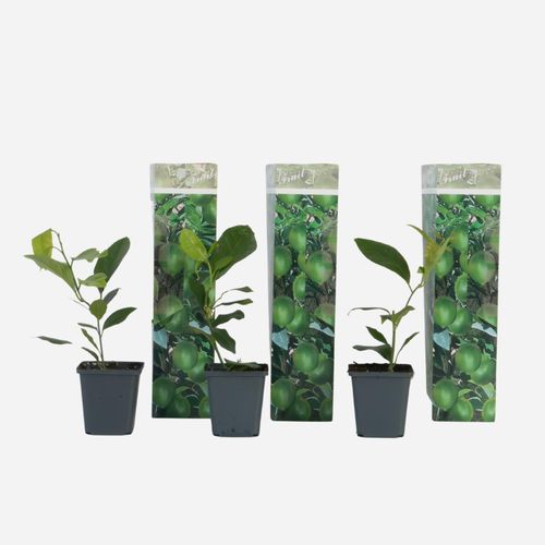 8721278901159 - Plant in a Box - Zitronenbaum - 3er-Set - Citrus limon - Höhe 25-40cm - Topf 9cm 8721278901159 - Plant in a Box - Zitronenbaum - 3er-Set - Citrus limon - Höhe 25-40cm - Topf 9cm