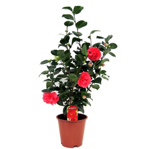 7428475379798 - Plant in a Box - Japanische Rose - Camellia japonica Lady Campbell - Höhe 60-70cm - Topf 19cm 7428475379798 - Plant in a Box - Japanische Rose - Camellia japonica Lady Campbell - Höhe 60-70cm - Topf 19cm