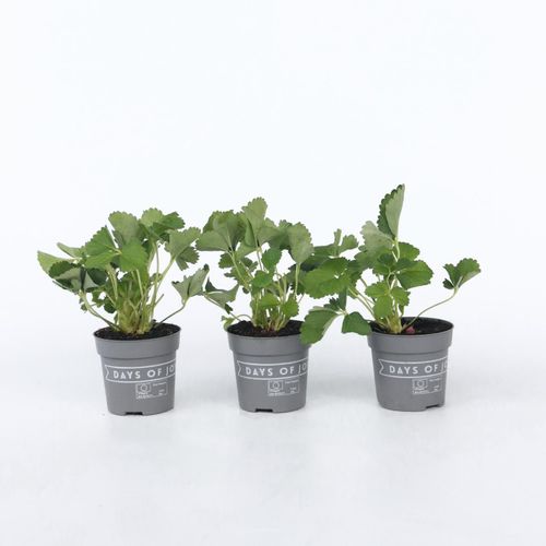 7442924149183 - Plant in a Box - Erdbeerpflanzen - 3 Stk - Fragaria x ananassa Roman - Höhe 15-20cm - Topf 9cm 7442924149183 - Plant in a Box - Erdbeerpflanzen - 3 Stk - Fragaria x ananassa Roman - Höhe 15-20cm - Topf 9cm