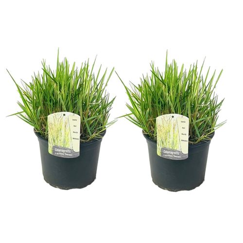 7442924140173 - Plant in a Box - Reitgras - 2 Stk - Calamagrostis acutiflora x Overdam - Höhe 20-30cm - Topf 23cm