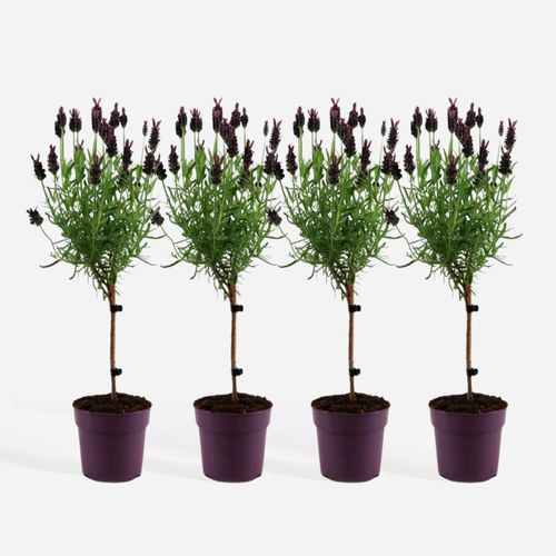 8721278900527 - Plant in a Box - Lavendelbaum - 4 Stk - Lavandula stoechas Anouk - Höhe 30-40cm - Topf 12cm 8721278900527 - Plant in a Box - Lavendelbaum - 4 Stk - Lavandula stoechas Anouk - Höhe 30-40cm - Topf 12cm