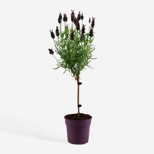 8721278900503 - Plant in a Box - Lavendelbaum - Lavandula stoechas Anouk - Höhe 30-40cm - Topf 12cm 8721278900503 - Plant in a Box - Lavendelbaum - Lavandula stoechas Anouk - Höhe 30-40cm - Topf 12cm