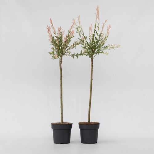 7428470147033 - Plant in a Box - Schweizer Zwergweide - 2 Stk - Salix integra Flamingo - Höhe 90-110cm - Topf 19cm 7428470147033 - Plant in a Box - Schweizer Zwergweide - 2 Stk - Salix integra Flamingo - Höhe 90-110cm - Topf 19cm