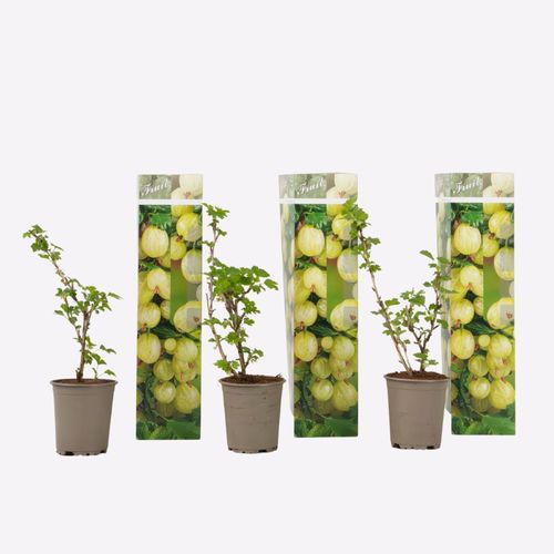 8721278901104 - Plant in a Box - Stachelbeere - 3er-Set - Ribes uva- crispa - Höhe 25-40cm - Topf 9cm 8721278901104 - Plant in a Box - Stachelbeere - 3er-Set - Ribes uva- crispa - Höhe 25-40cm - Topf 9cm