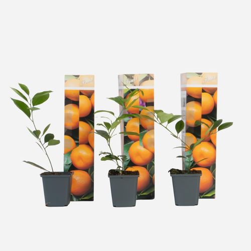 8721278901142 - Plant in a Box - Orangenbaum - 3er-Set - Citrus mitis Calamondin - Höhe 25-40cm - Topf 9cm 8721278901142 - Plant in a Box - Orangenbaum - 3er-Set - Citrus mitis Calamondin - Höhe 25-40cm - Topf 9cm