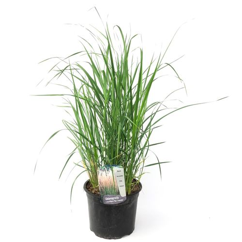6097228570587 - Plant in a Box - Reitgras - Calamagrostis Karl Foerster - Höhe 40-60cm - Topf 23cm