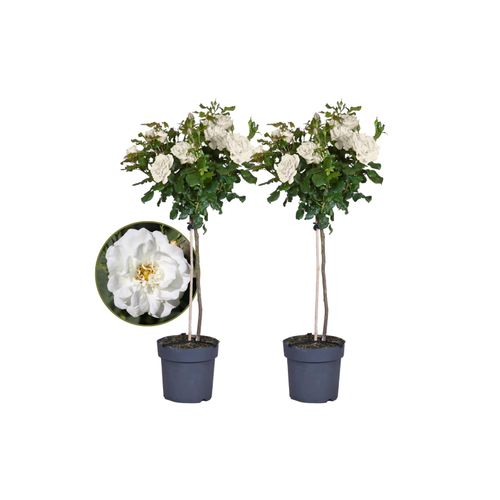 7428475958696 - Plant in a Box - Stängelrosen - 2 Stk - Rosa palace ‘Kailani - Höhe 80-100cm - Topf 19cm 7428475958696 - Plant in a Box - Stängelrosen - 2 Stk - Rosa palace ‘Kailani - Höhe 80-100cm - Topf 19cm