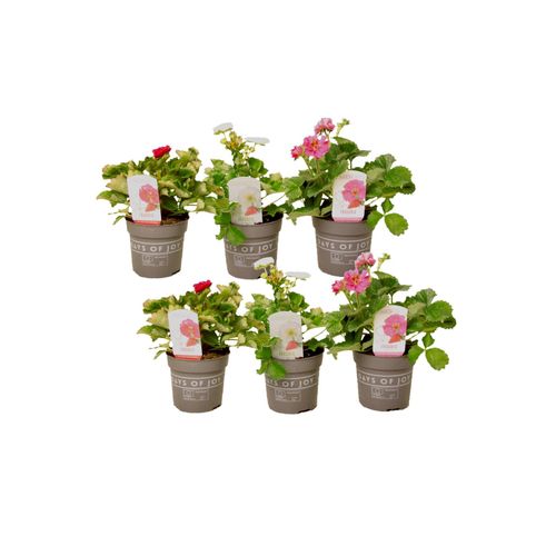 7428470985642 - Plant in a Box - Erdbeerpflanzen - 6 Stk - Fragaria Summer Breeze - Höhe 15-25cm - Topf 11cm 7428470985642 - Plant in a Box - Erdbeerpflanzen - 6 Stk - Fragaria Summer Breeze - Höhe 15-25cm - Topf 11cm