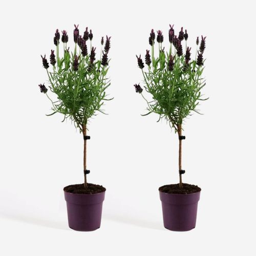 8721278900510 - Plant in a Box - Lavendelbaum - 2 Stk - Lavandula stoechas Anouk - Höhe 30-40cm - Topf 12cm