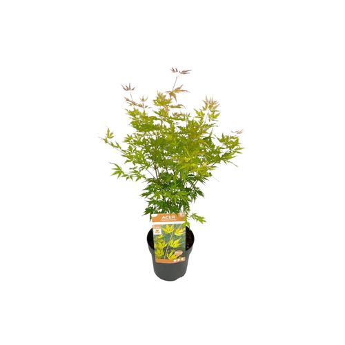 7428473982327 - Plant in a Box - Japanischer Ahorn - Acer palmatum Orange Lace - Höhe 60-70cm - Topf 19cm 7428473982327 - Plant in a Box - Japanischer Ahorn - Acer palmatum Orange Lace - Höhe 60-70cm - Topf 19cm