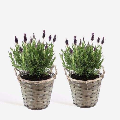 8721278900565 - Plant in a Box - Lavendelstrauch - 2 Stk - Lavandula stoechas Anouk - Höhe 25-35cm - Topf 15cm 8721278900565 - Plant in a Box - Lavendelstrauch - 2 Stk - Lavandula stoechas Anouk - Höhe 25-35cm - Topf 15cm