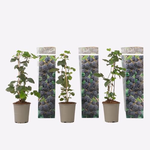 8721278901111 - Plant in a Box - Brombeere - 3er-Set - Rubus Thornless - Höhe 25-40cm - Topf 9cm 8721278901111 - Plant in a Box - Brombeere - 3er-Set - Rubus Thornless - Höhe 25-40cm - Topf 9cm
