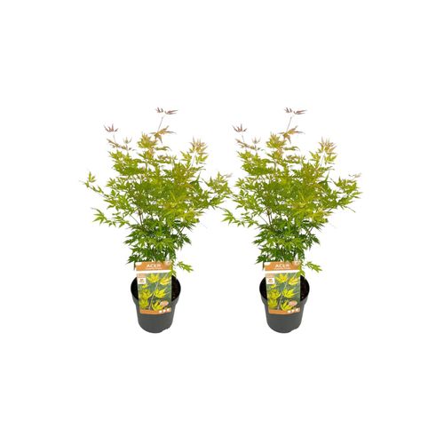 7428475610952 - Plant in a Box - Japanischer Ahorn - 2 Stk - Acer palmatum Orange Lace - Höhe 60-70cm - Topf 19cm