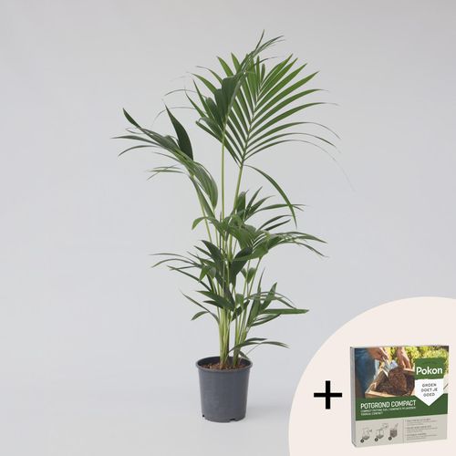 8721278901807 - Plant in a Box - Kentia Palme - Howea forsteriana - Höhe 90-100cm - Topf 18cm 8721278901807 - Plant in a Box - Kentia Palme - Howea forsteriana - Höhe 90-100cm - Topf 18cm