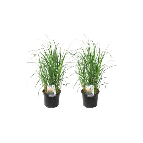 6097222593520 - Plant in a Box - Reitgras - 2 Stk - Calamagrostis Karl Foerster - Höhe 40-60cm - Topf 23cm 6097222593520 - Plant in a Box - Reitgras - 2 Stk - Calamagrostis Karl Foerster - Höhe 40-60cm - Topf 23cm