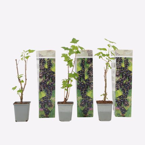8721278901135 - Plant in a Box - Schwarze Johannisbeere - 3er-Set - Ribes Nigrum - Höhe 25-40cm - Topf 9cm 8721278901135 - Plant in a Box - Schwarze Johannisbeere - 3er-Set - Ribes Nigrum - Höhe 25-40cm - Topf 9cm