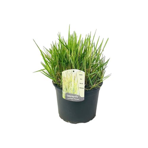 7428478529749 - Plant in a Box - Reitgras - Calamagrostis acutiflora x Overdam - Höhe 20-30cm - Topf 23cm 7428478529749 - Plant in a Box - Reitgras - Calamagrostis acutiflora x Overdam - Höhe 20-30cm - Topf 23cm