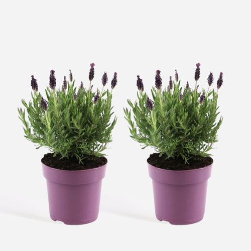 8721278900558 - Plant in a Box - Lavendelstrauch - 2 Stk - Lavandula stoechas Anouk - Höhe 25-35cm - Topf 15cm 8721278900558 - Plant in a Box - Lavendelstrauch - 2 Stk - Lavandula stoechas Anouk - Höhe 25-35cm - Topf 15cm