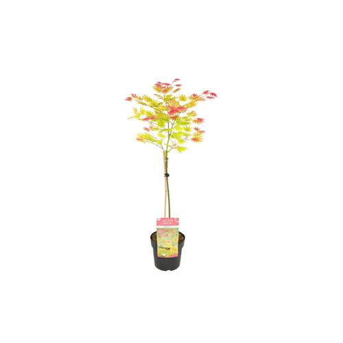 7442924147127 - Plant in a Box - Japanischer Ahorn - Acer palmatum Moonrise - Höhe 80-90cm - Topf 19cm