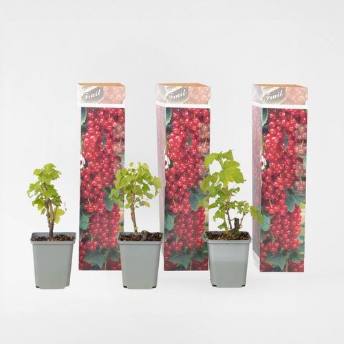8721278901128 - Plant in a Box - Rote Johannisbeere - 3er-Set - Ribes rubrum - Höhe 25-40cm - Topf 9cm 8721278901128 - Plant in a Box - Rote Johannisbeere - 3er-Set - Ribes rubrum - Höhe 25-40cm - Topf 9cm