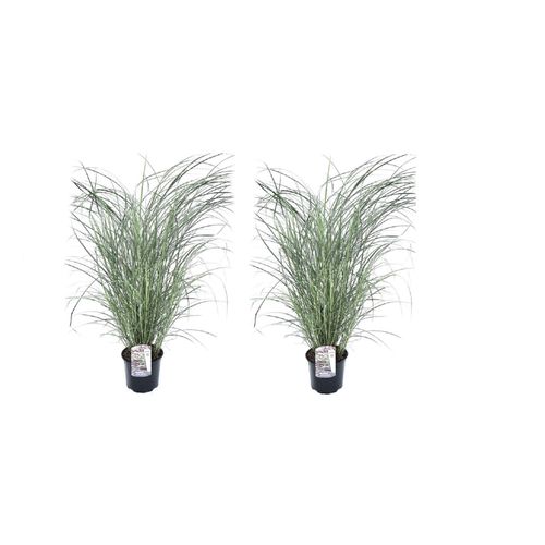 7428478003263 - Plant in a Box - Chinaschilf Zebrinus - 2 Stk - Miscanthus Red Chief - Höhe 40-60cm - Topf 23cm 7428478003263 - Plant in a Box - Chinaschilf Zebrinus - 2 Stk - Miscanthus Red Chief - Höhe 40-60cm - Topf 23cm