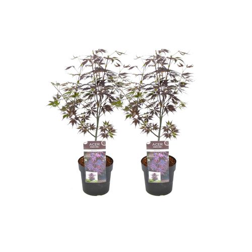 7428473700310 - Plant in a Box - Japanischer Ahorn - 2 Stk - Acer palmatum Black Lace - Höhe 60-70cm - Topf 19cm 7428473700310 - Plant in a Box - Japanischer Ahorn - 2 Stk - Acer palmatum Black Lace - Höhe 60-70cm - Topf 19cm