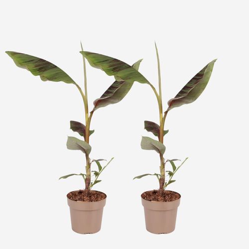 8721278901975 - Plant in a Box - Rote Bananenpflanze - 2er Set - Ensete ventricosum - Höhe 55-70cm - Topf 21cm 8721278901975 - Plant in a Box - Rote Bananenpflanze - 2er Set - Ensete ventricosum - Höhe 55-70cm - Topf 21cm