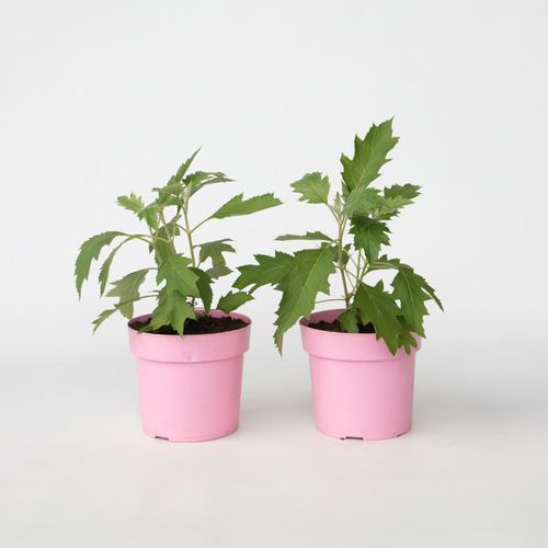 8721278900794 - Plant in a Box - Hortensie - 2 Stk - Hydrangea Ice Crystal - Höhe 25-40cm - Topf 19cm 8721278900794 - Plant in a Box - Hortensie - 2 Stk - Hydrangea Ice Crystal - Höhe 25-40cm - Topf 19cm