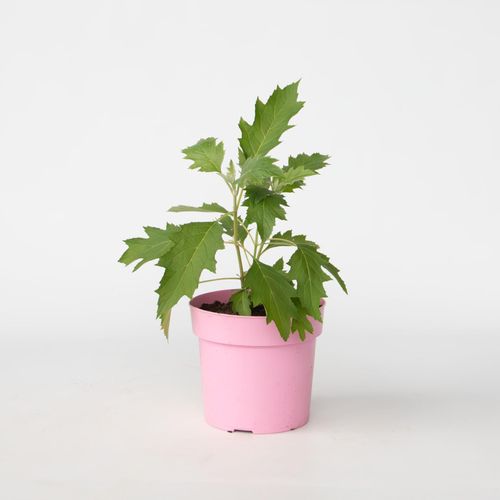 8721278900787 - Plant in a Box - Hortensie - Hydrangea paniculata Ice Crystal - Höhe 25-40cm - Topf 19cm