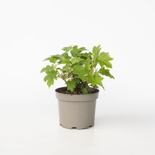 8721278900824 - Plant in a Box - Hortensie - Hydrangea paniculata Toy Soldier - Höhe 25-40cm - Topf 19cm 8721278900824 - Plant in a Box - Hortensie - Hydrangea paniculata Toy Soldier - Höhe 25-40cm - Topf 19cm