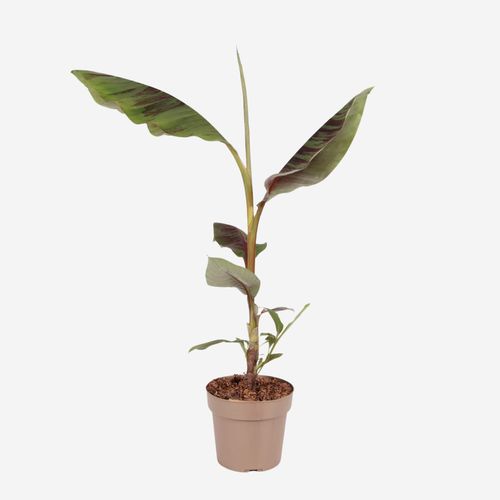 8721278901968 - Plant in a Box - Rote Bananenpflanze - Ensete ventricosum - Höhe 55-70cm - Topf 21cm 8721278901968 - Plant in a Box - Rote Bananenpflanze - Ensete ventricosum - Höhe 55-70cm - Topf 21cm