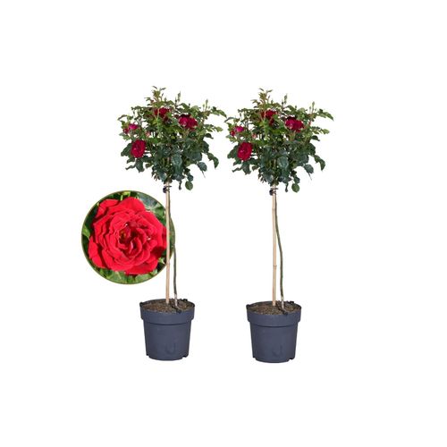 7428471764703 - Plant in a Box - Stängelrosen - 2 Stk - Rosa palace ‘Pride - Höhe 80-100cm - Topf 19cm