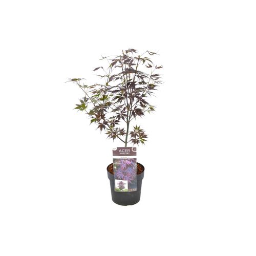 7428472462509 - Plant in a Box - Japanischer Ahorn - Acer palmatum Black Lace - Höhe 60-70cm - Topf 19cm 7428472462509 - Plant in a Box - Japanischer Ahorn - Acer palmatum Black Lace - Höhe 60-70cm - Topf 19cm