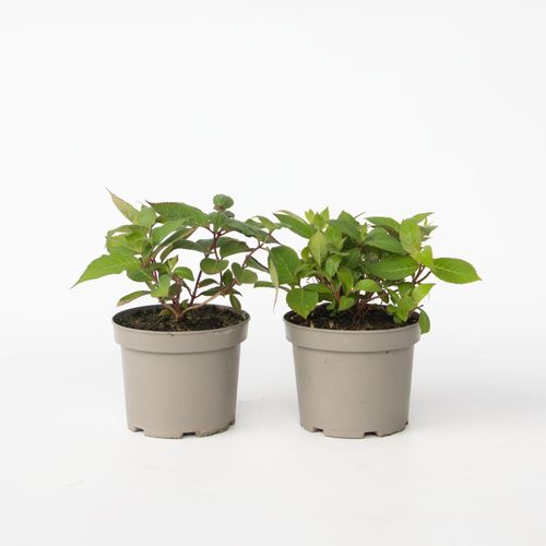 8721278900817 - Plant in a Box - Hortensie - 2 Stk - Hydrangea Magic Sunset - Höhe 25-40cm - Topf 19cm 8721278900817 - Plant in a Box - Hortensie - 2 Stk - Hydrangea Magic Sunset - Höhe 25-40cm - Topf 19cm