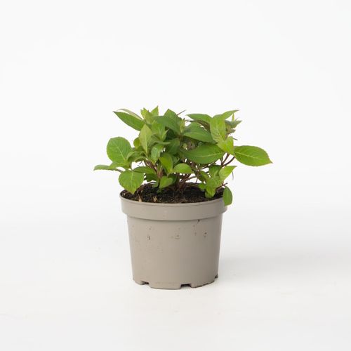 8721278900800 - Plant in a Box - Hortensie - Hydrangea paniculata Magic Sunset - Höhe 25-40cm - Topf 19cm 8721278900800 - Plant in a Box - Hortensie - Hydrangea paniculata Magic Sunset - Höhe 25-40cm - Topf 19cm