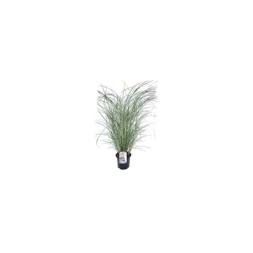 7428476114459 - Plant in a Box - Chinaschilf Zebrinus - Miscanthus sinensis Red Chief - Höhe 40-60cm - Topf 23cm