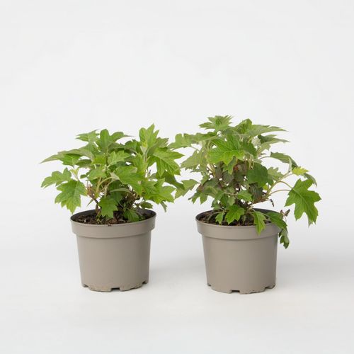 8721278900831 - Plant in a Box - Hortensie - 2 Stk - Hydrangea Toy Soldier - Höhe 25-40cm - Topf 19cm 8721278900831 - Plant in a Box - Hortensie - 2 Stk - Hydrangea Toy Soldier - Höhe 25-40cm - Topf 19cm