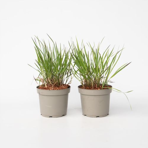 8721278900879 - Plant in a Box - Fingergras - 2 Stück - Panicum Virgatum Squaw - Höhe 40-60cm - Topf 23cm 8721278900879 - Plant in a Box - Fingergras - 2 Stück - Panicum Virgatum Squaw - Höhe 40-60cm - Topf 23cm