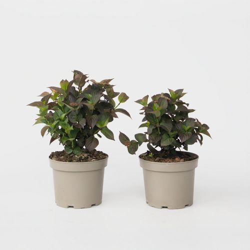 8721278900770 - Plant in a Box - Hortensie - 2 Stk - Hydrangea Dare Devil - Höhe 25-40cm - Topf 19cm 8721278900770 - Plant in a Box - Hortensie - 2 Stk - Hydrangea Dare Devil - Höhe 25-40cm - Topf 19cm