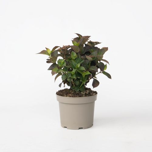 8721278900763 - Plant in a Box - Hortensie - Hydrangea paniculata Dare Devil - Höhe 25-40cm - Topf 19cm 8721278900763 - Plant in a Box - Hortensie - Hydrangea paniculata Dare Devil - Höhe 25-40cm - Topf 19cm