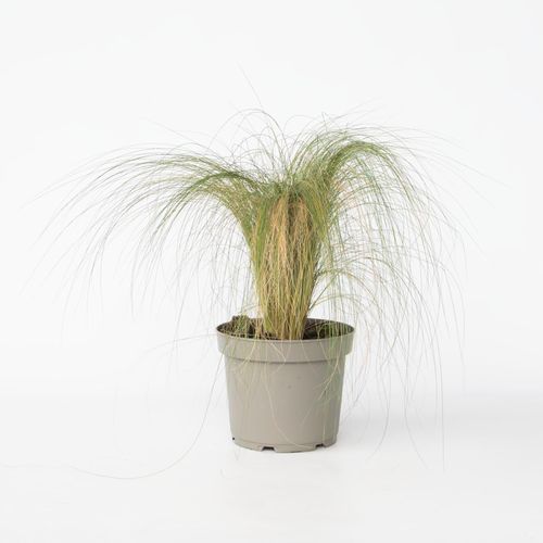 8721278900848 - Plant in a Box - Federgras - Pennisetum Stipa - Höhe 40-60cm - Topf 23cm 8721278900848 - Plant in a Box - Federgras - Pennisetum Stipa - Höhe 40-60cm - Topf 23cm