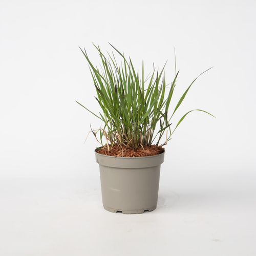8721278900862 - Plant in a Box - Fingergras - Panicum Virgatum Squaw - Höhe 40-60cm - Topf 23cm 8721278900862 - Plant in a Box - Fingergras - Panicum Virgatum Squaw - Höhe 40-60cm - Topf 23cm