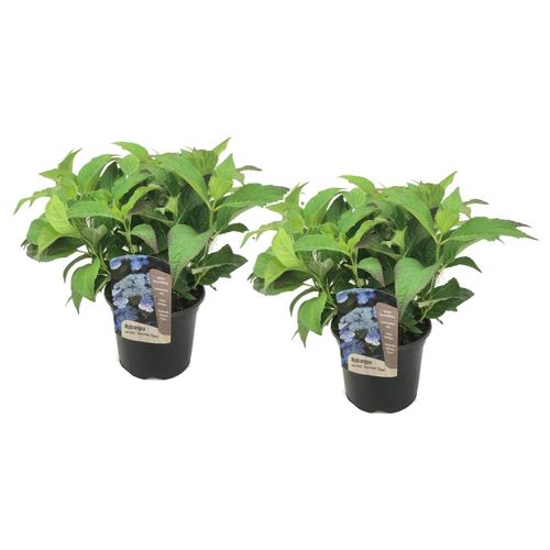 7428472514932 - Plant in a Box - Hortensie - 2 Stk - Hydrangea serrata Summerglow - Höhe 25-40cm - Topf 19cm 7428472514932 - Plant in a Box - Hortensie - 2 Stk - Hydrangea serrata Summerglow - Höhe 25-40cm - Topf 19cm