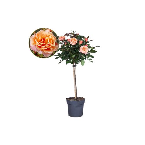 6097226680608 - Plant in a Box - Stängelrosen - Rosa palace Catherine - Höhe 80-100cm - Topf 19cm 6097226680608 - Plant in a Box - Stängelrosen - Rosa palace Catherine - Höhe 80-100cm - Topf 19cm