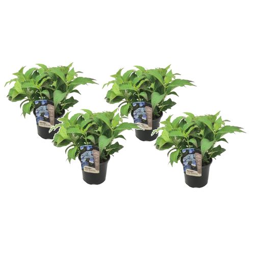 7428473631553 - Plant in a Box - Hortensie - 4 Stk - Hydrangea serrata Summerglow - Höhe 25-40cm - Topf 19cm 7428473631553 - Plant in a Box - Hortensie - 4 Stk - Hydrangea serrata Summerglow - Höhe 25-40cm - Topf 19cm